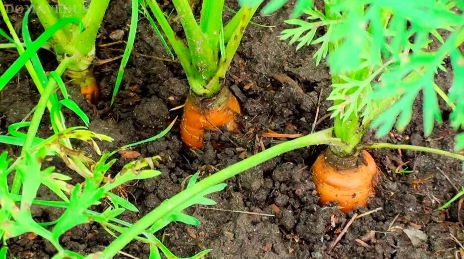 Любит ли морковь. Морковь на грядке. Морковь в открытом грунте. Подкормка моркови в открытом грунте. Морковь в земле.