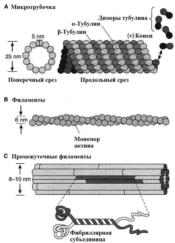 Микротрубочки их строение. Микротрубочки их строение