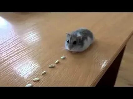 Хомяки едят семечки