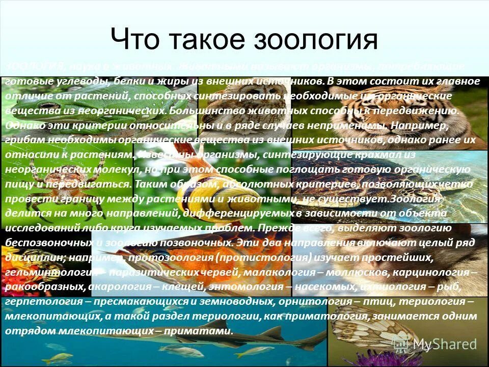 Что такое зоология 3 класс. Зоология. зоолог. сведения о зоологии. биология зоология.