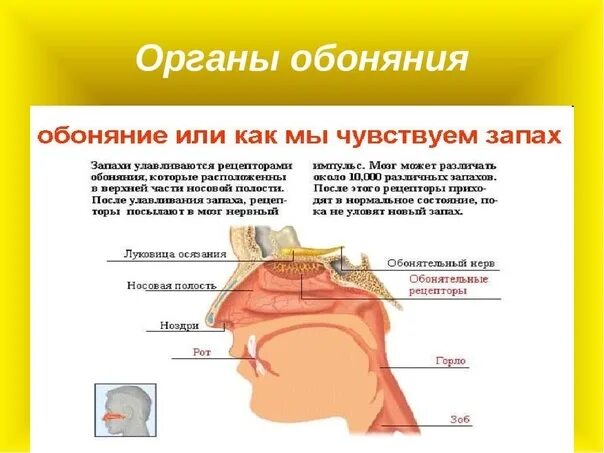 Обонятельный орган чувств. Обоняние. пропало обоняние. орган обоняния. органы носа человека.