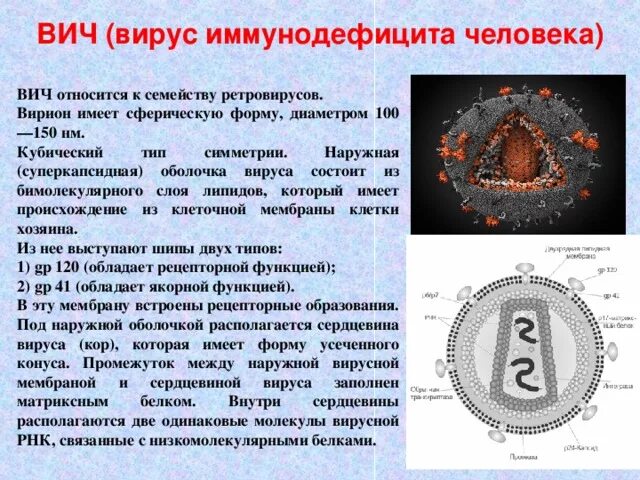 Типы вирусов ВИЧ. Строение вируса ВИЧ. Вирус СПИДА оболочка. Вирус ВИЧ Тип симметрии. Формы спида