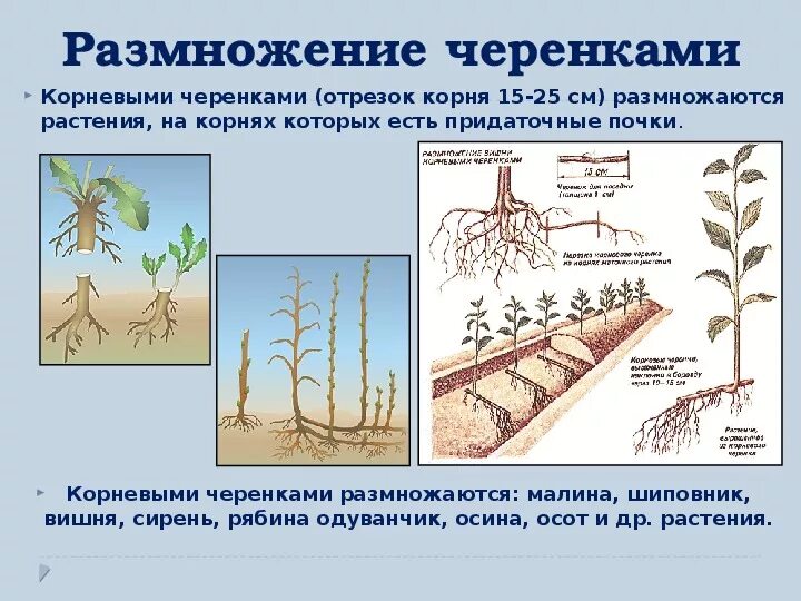 Способ размножения корневыми черенками. Отводки вегетативное размножение. Вегетативное размножение стеблевыми черенками. Вегетативное размножение корневыми черенками. Как размножается одуванчик