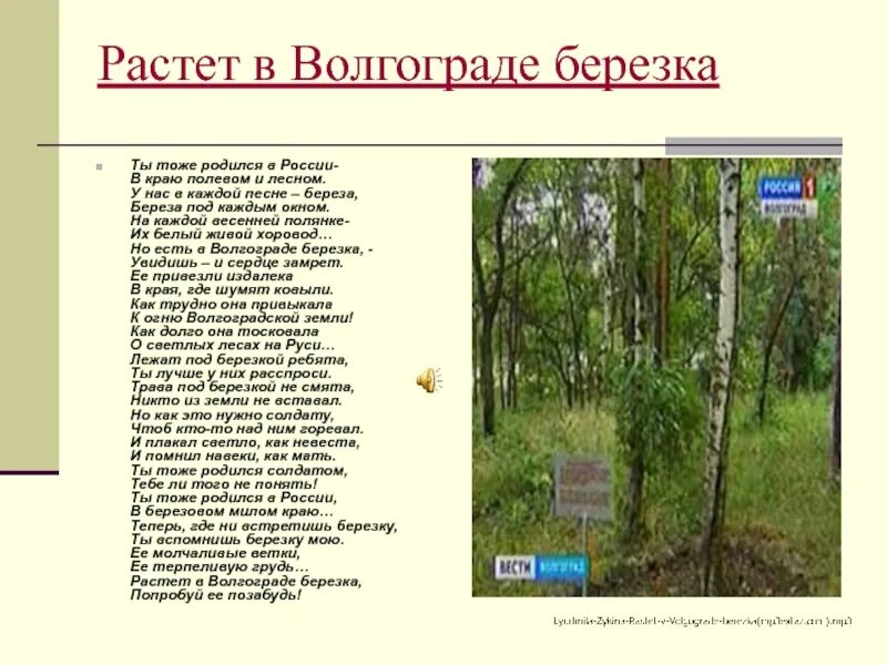 Растёт в Волгограде берёзка текст Агашина. Растёт в Волгограде берёзка. Росла в волгограде березка текст