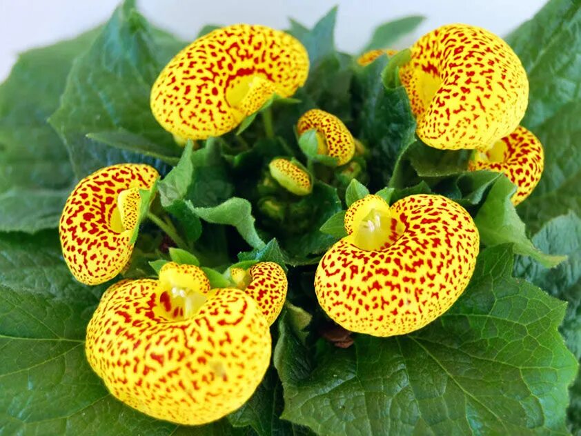 Желтый комнатный цветок название. Цветок башмачок кальцеолярия. Кальцеолярия гибридная. Кальцеолярия морщинистая. Кальцеолярия цветок комнатный.