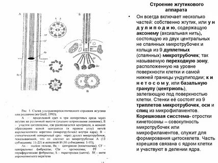 Формирование веретена