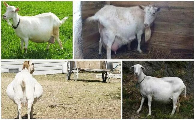 Период беременности у коз. Беременные козы первородки.