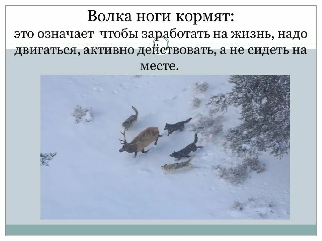 Сколько не корми пословица. Волка ноги кормят пословица. Волка ноги кормят. Волка ноги кормят значение пословицы. Фразеологизм волка ноги кормят.