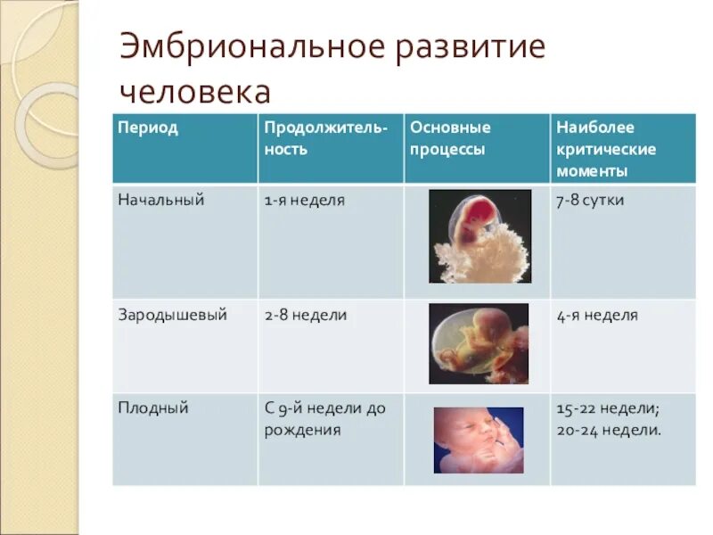 Онтогенез эмбриональное постэмбриональное. Стадии развития зародыша в эмбриональном периоде. Периоды эмбрионального развития человека. Этапы эмбрионального развития человека таблица. Эмбриональный период эмбриогенеза человека.