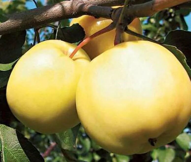 Сорт яблони янтарь. Яблоня папировка янтарь. Яблоня папироянтарное. Яблоня сорт янтарное. Яблоня алтайское янтарное.