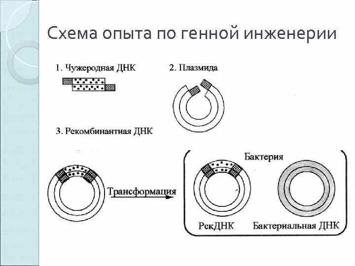 Этапы получения рекомбинантного инсулина. Схема получения генно-инженерного инсулина. Схема получения инсулина методами генной инженерии. Генно-инженерный Синтез инсулина. Схема получения рекомбинантного инсулина.