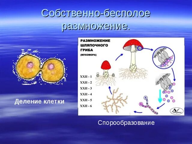 Бесполое спорообразование грибов. Образование спор бесполое размножение. Спорообразование примеры растений. Спорообразование размножение. Спорообразование и вегетативное размножение