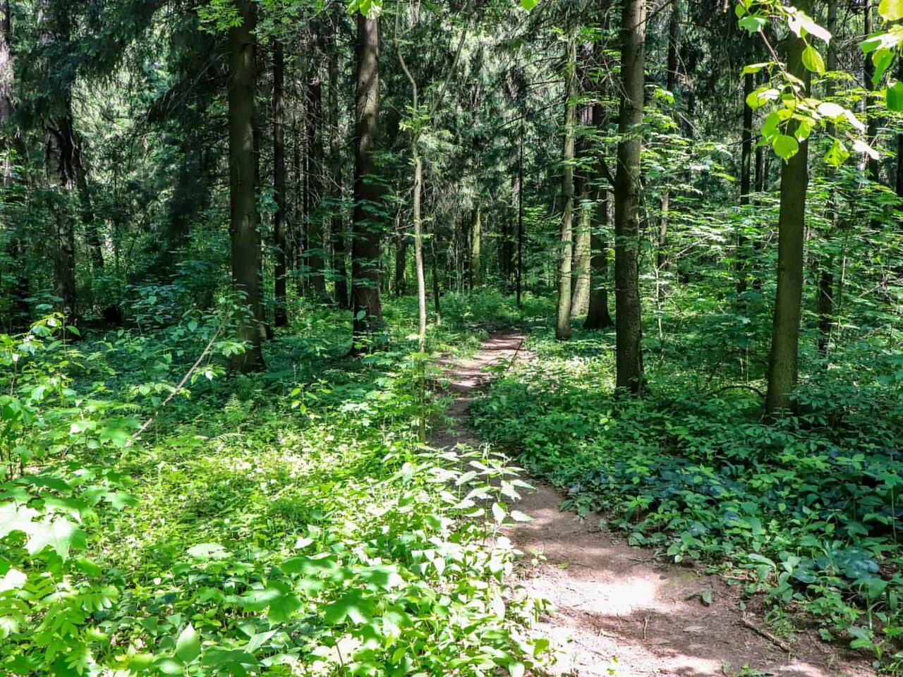 магеллановы леса. папоротниковый лес урала. кологривский заповедник костромской. деревья орловской области. лес расположенный.