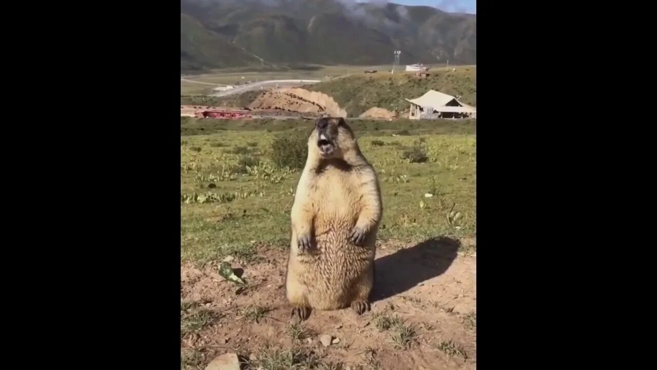 Кричащий суслик видео. Суслик орёт в горах. Кричащий сурок в горах. Орущий суслик.