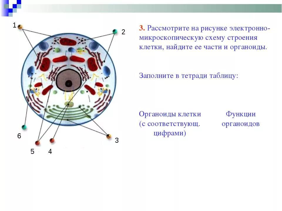 Органоиды клетки рисунки. Следующие клеточные органоиды:. Органеллы клетки. Органоиды клетки задание. Строение клеточных органелл.