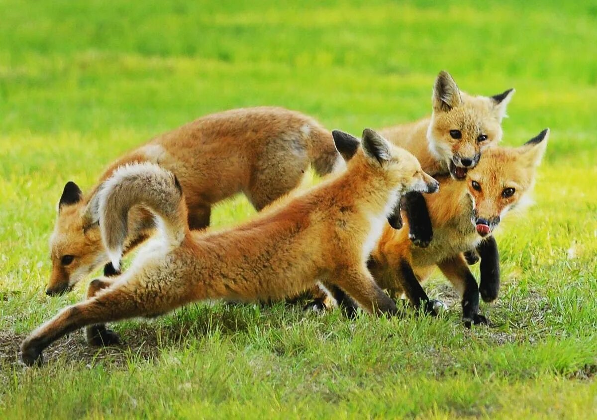 Many fox. Стая Лис. Семья лисиц. Стая лисиц.
