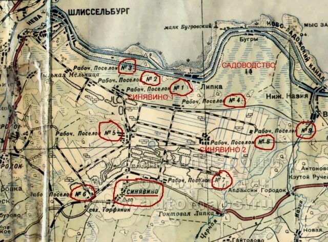 Карта 1943 года Синявино. Синявино военные карты. Рабочие поселки Синявино 1941. Синявино бои 1941. Высота 43 3