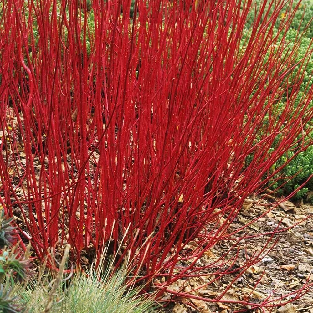 Дерен красный купить. Дерен белый Сибирика. Cornus Alba sibirica. Дерен красный Элегантиссима.