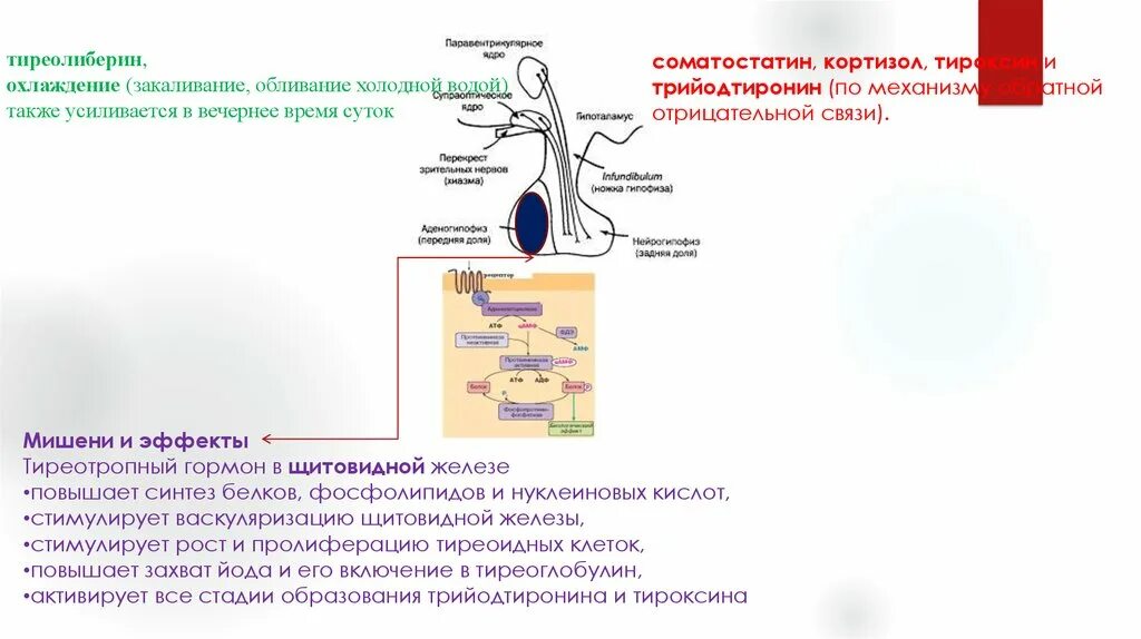 Скрининг на гипотиреоз. Тиреолиберин биохимия. Тиреолиберин строение. Тиреолиберин гипоталамуса. Тиреолиберин формула.