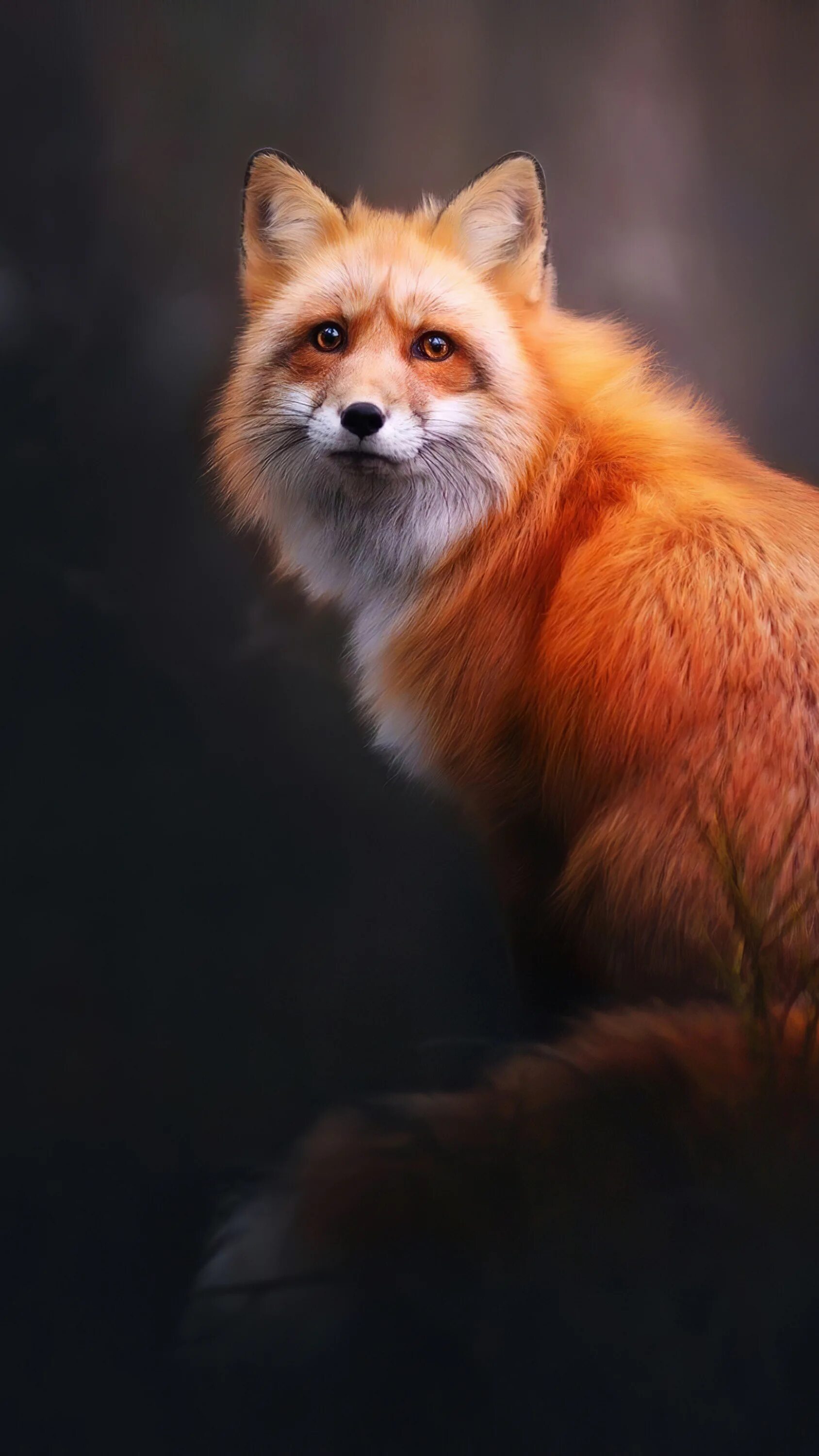 Лиса. Огненная лиса. Рыжая лиса. Пушистая лиса. Fluffy fox