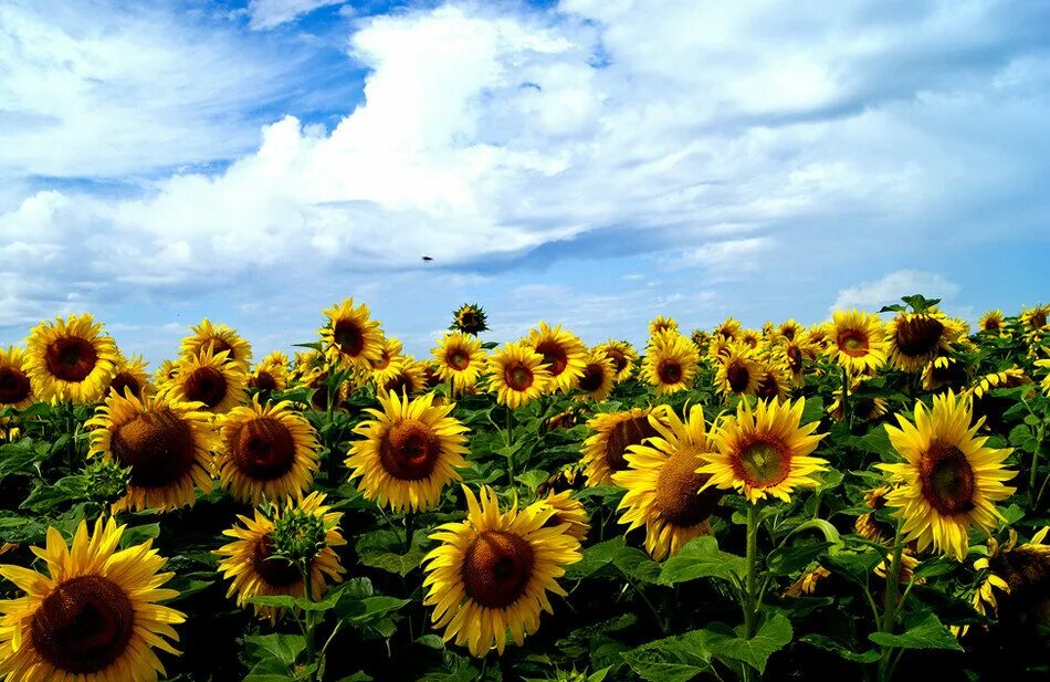 симон визенталь подсолнух. поле подсолнухов на рассвете. символ кубани подсолнух. поле подсолнухов фрунзе крым. красивое поле подсолнухов.