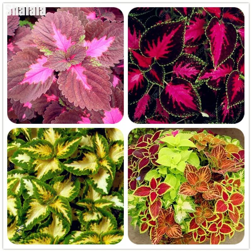 гавриш семена колеус. семена цветов колеус. семена цветов колеус. колеус джиант. колеус блюме радуга.