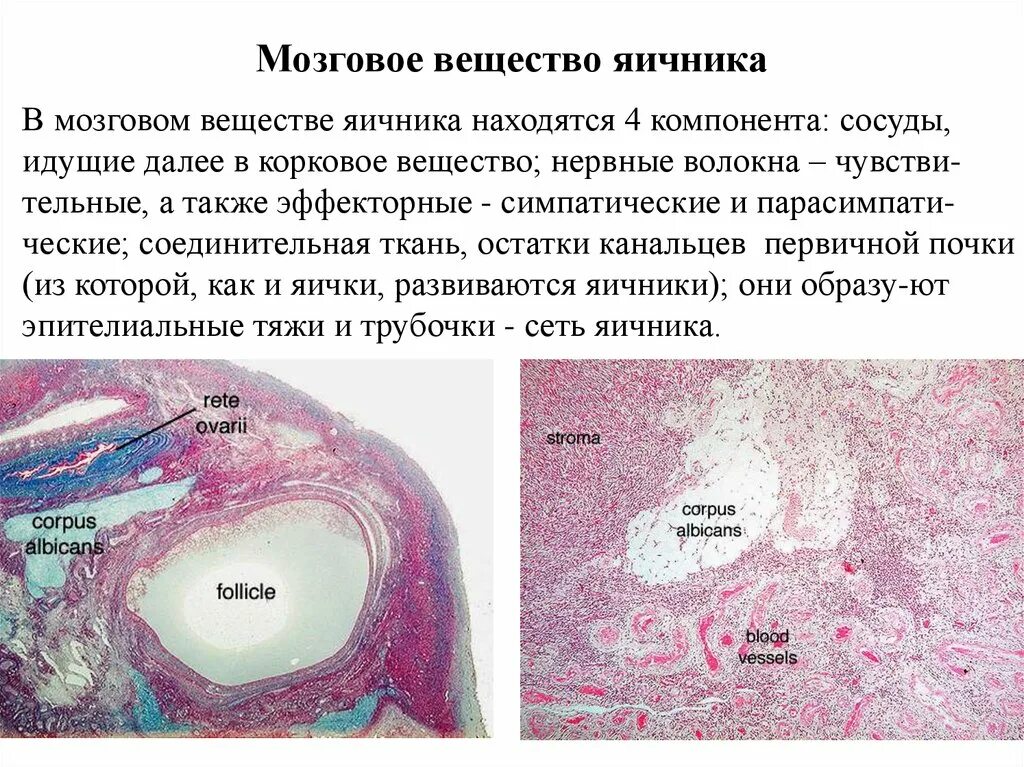 Взаимосвязь яичника. Мозговое вещество яичника содержит следующие структуры:. Корковое и мозговое вещество яичника. Мозгоаое аещество чисника. В мозговом веществе яичника расположены.