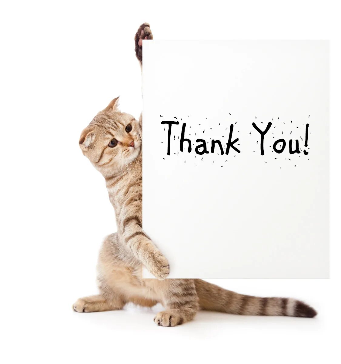 Спасибо дура кот. Кот благодарит. животные с табличкой. кот thank you. спасибо за внимание кот.