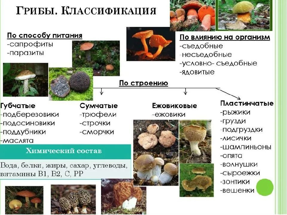 Какие есть группы грибов. Классификация грибов губчатые грибы. Царство грибы классификация. Грибы несъедобные условно съедобные ядовитые классификация. Классификация съедобных грибов.