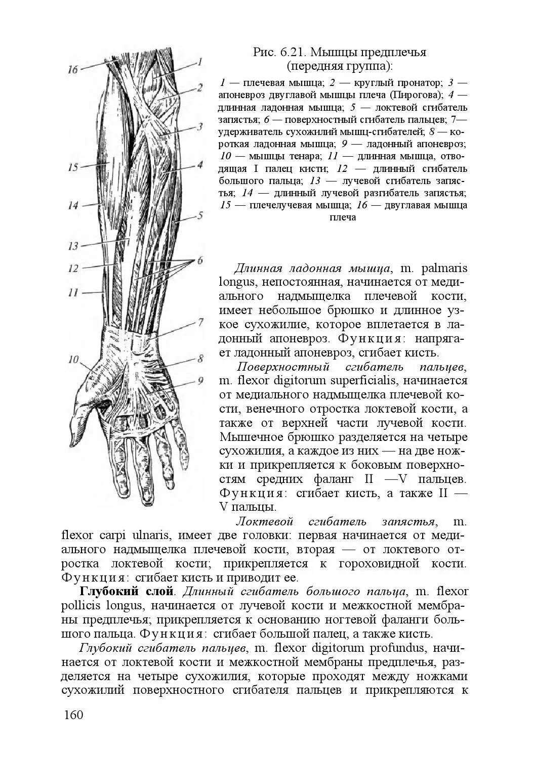 Стороны предплечья. Мышцы предплечья передняя группа. Мышцы передней поверхности предплечья и мышцы кисти. Мышцы предплечья передняя группа поверхностный. Сухожилия сгибателей предплечья.