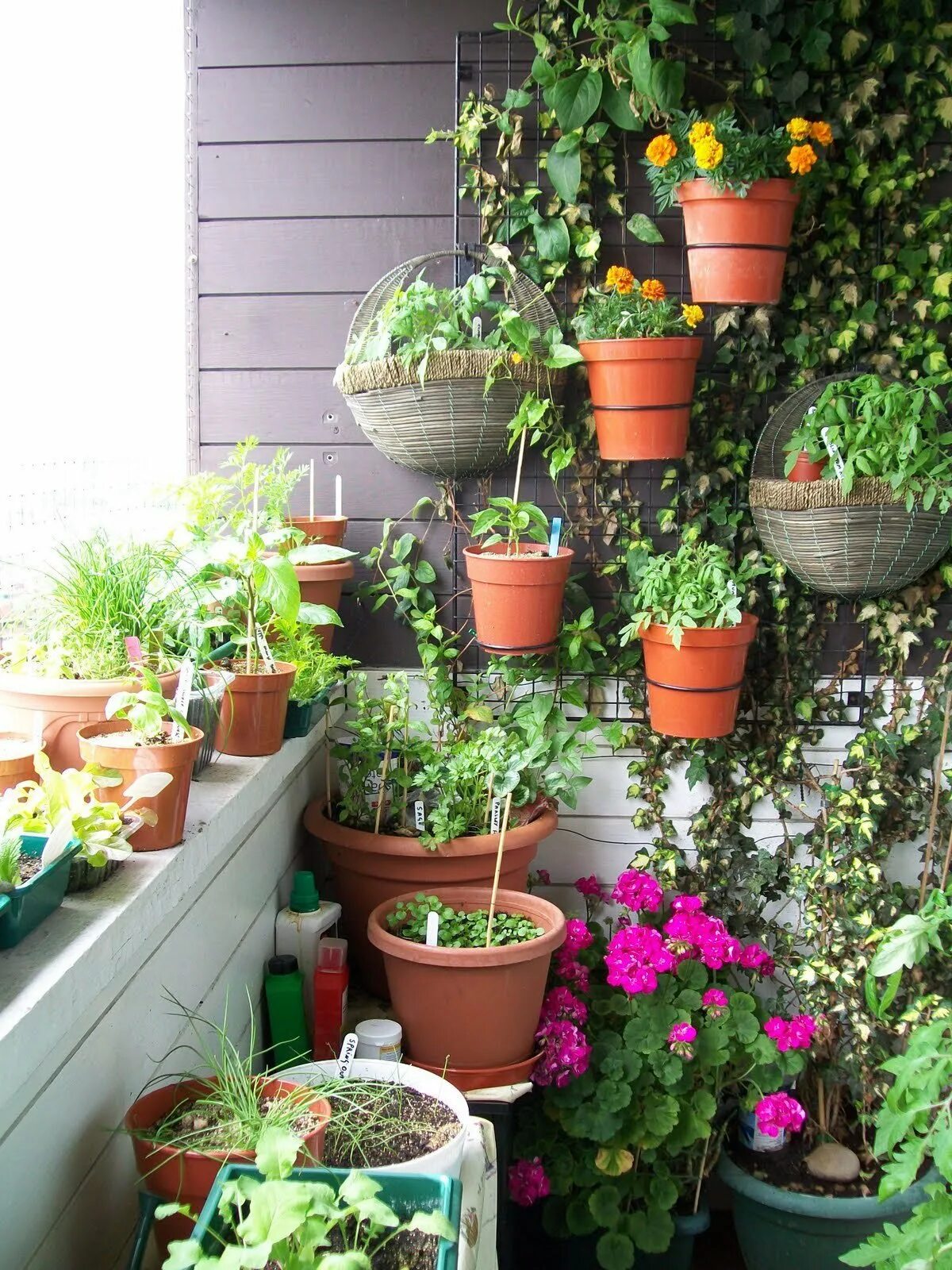 Комнатные растения на балконе. Огород на лоджии. Цветы в горшках на балконе. Огород на балконбалконе.