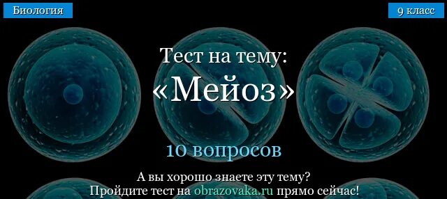 Проверочная работа по биологии мейоз. Тест по биологии 9 класс митоз и мейоз. Тест по биологии мейоз 9 класс. Тестовые вопросы по биологии мейоз.