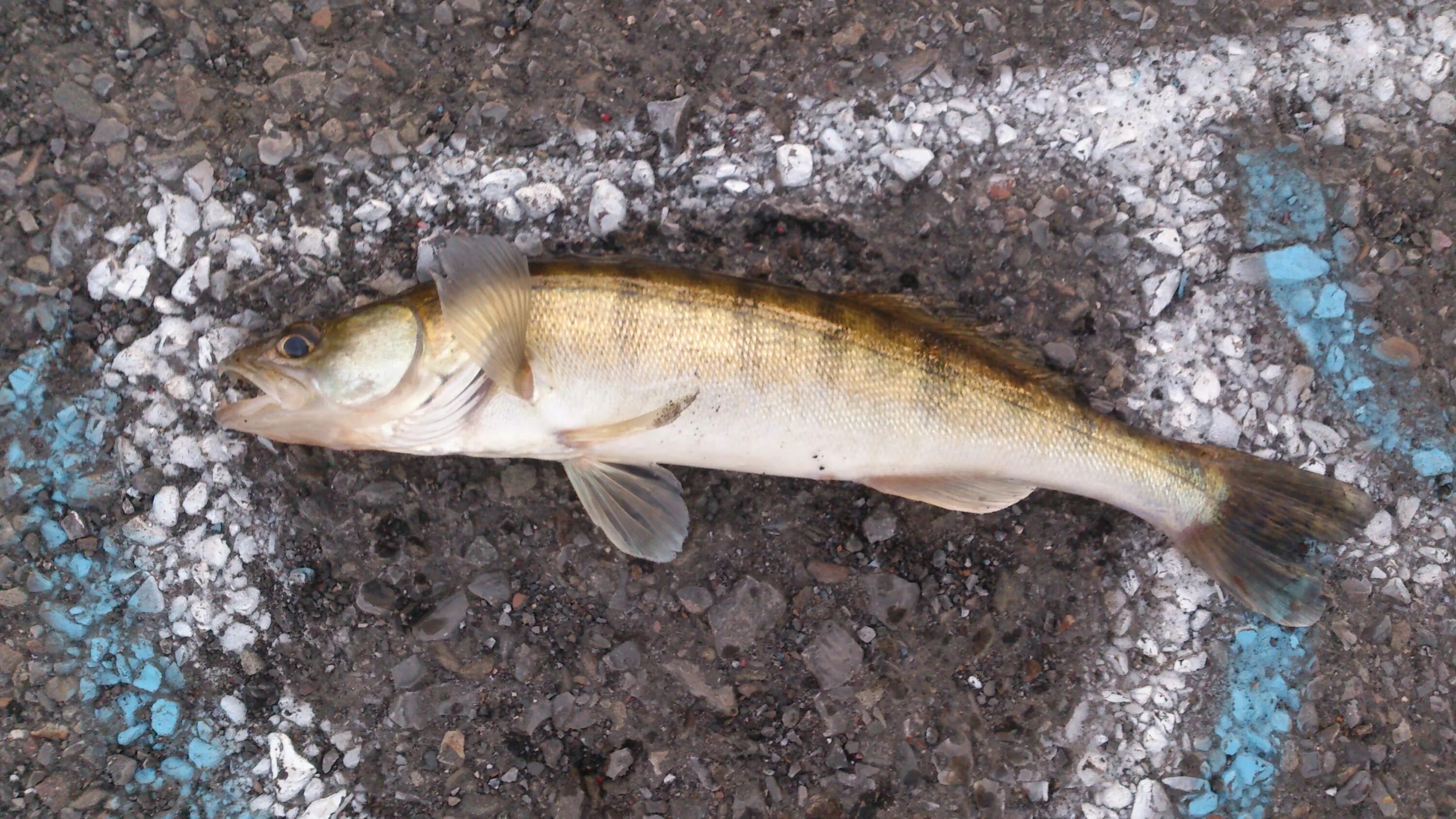 Обыкновенный судак речной. Крым. Обыкновенный судак. Судак рыба речная. Судак донской рыба.