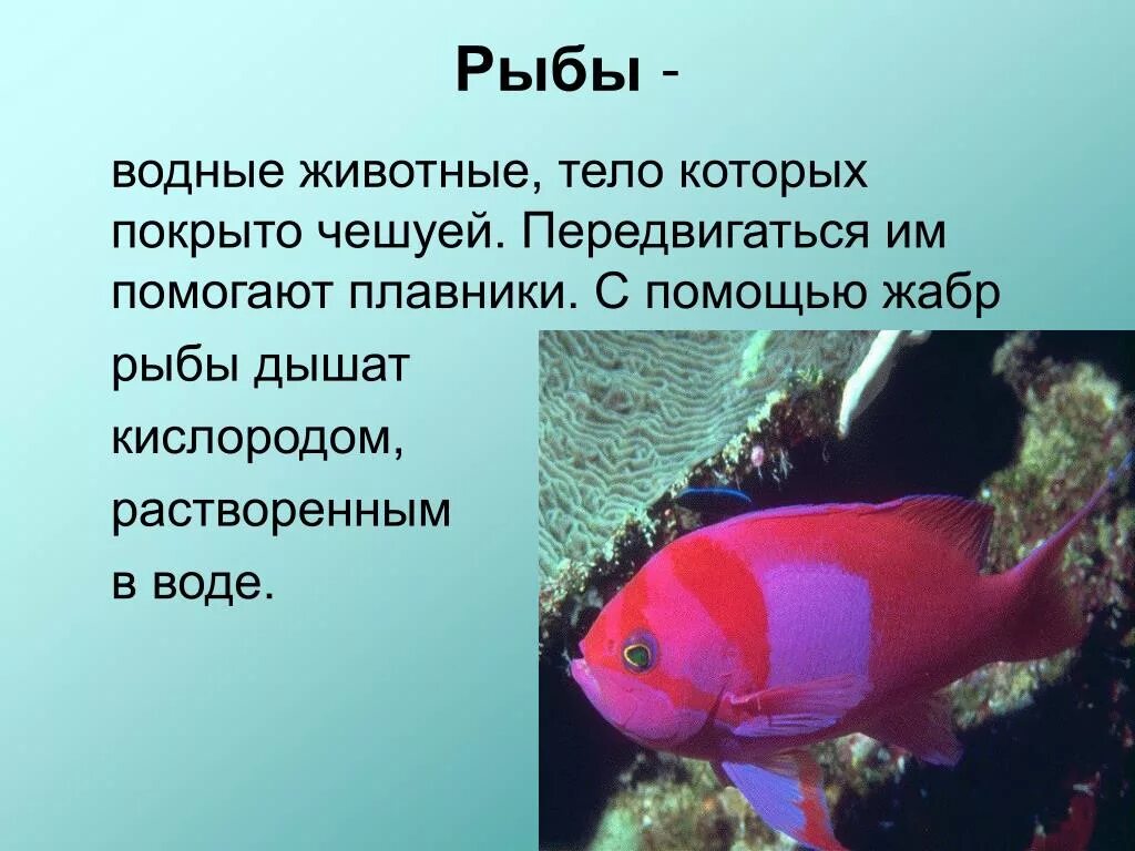Сообщение на тему рыбы. Доклад про рыб. Презентация на тему рыбы. Доклад о рыбах 3 класс.
