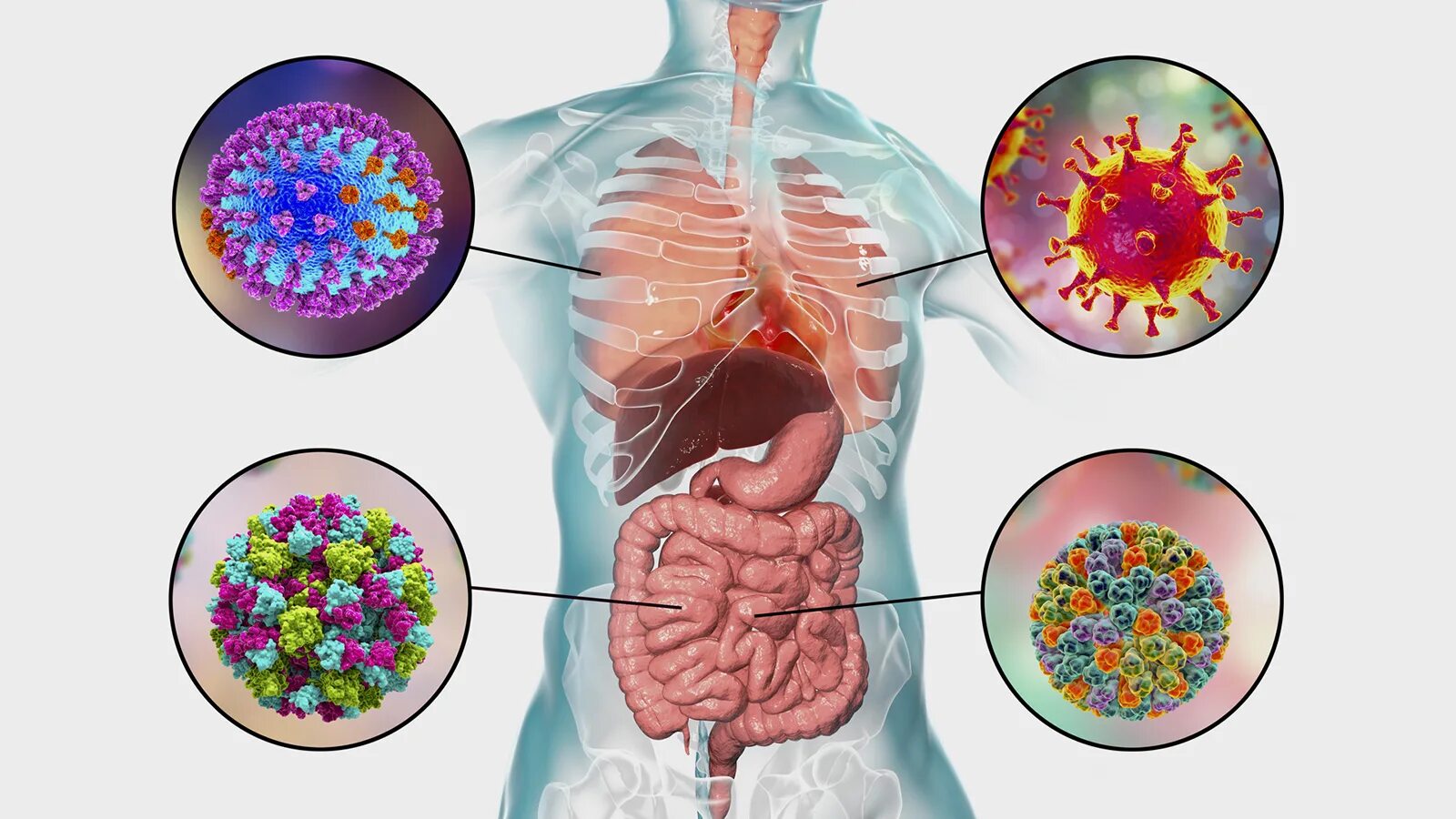 Вирусы инфекции. Вирусы в организме человека. Коронавирус поражает органы. Вирус внутри человека.
