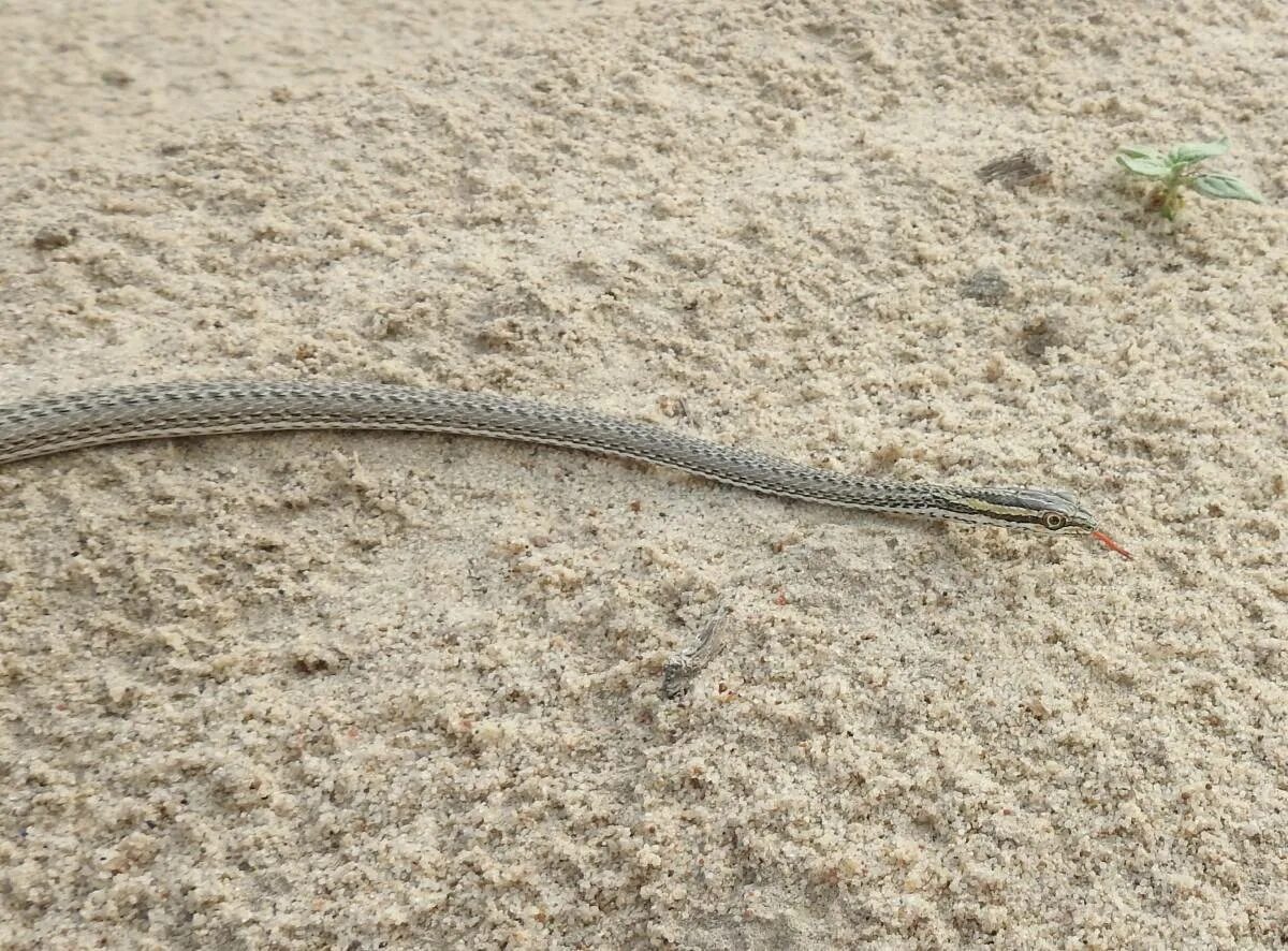 Змея стрела. Стрела-змея (Psammophis lineolatus). Змея стрела в Казахстане. Змея стрела Кавказская. Змеи пустыни Кызылкум.