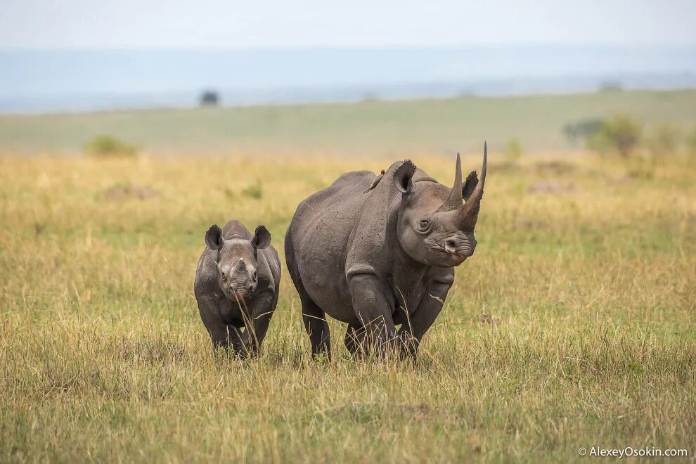 Кения носорог. Слон Бегемот носорог. Носорог Бегемот и гиппопотам. Elephant rhino