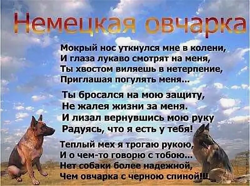 Овчарка текст