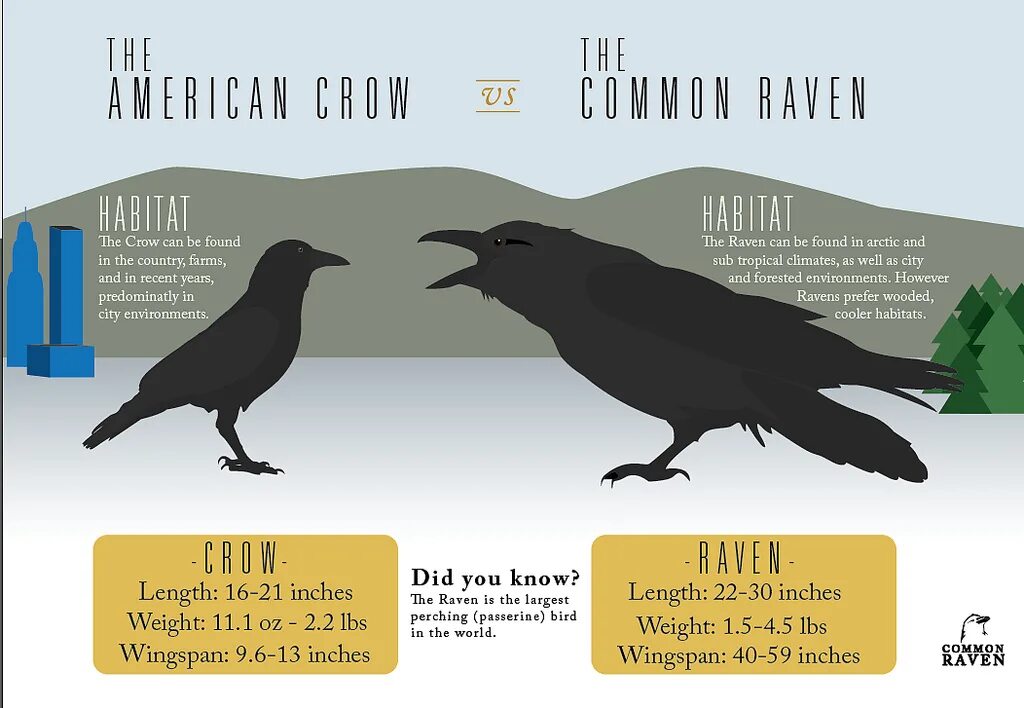 Как объяснить ограничение массового распространения обыкновенного ворона. Crow raven разница. ворон по сравнению с человеком. ворон и ворона размеры. ворона по сравнению с человеком.