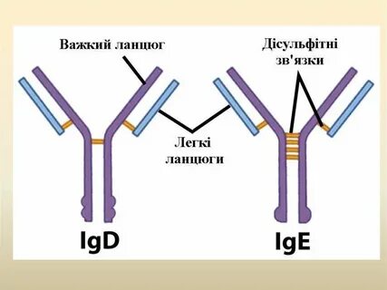 Иммуноглобулин lg e
