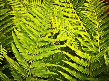 Forest plants