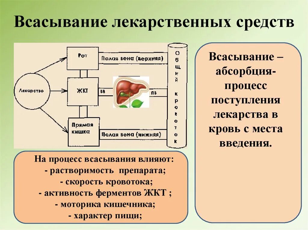 Где лс. Всасывание лекарственных средств. Всасывание лекарственных веществ. Всасывание лекарственных веществ в кишечнике. Всасывание, распределение лс в организме..