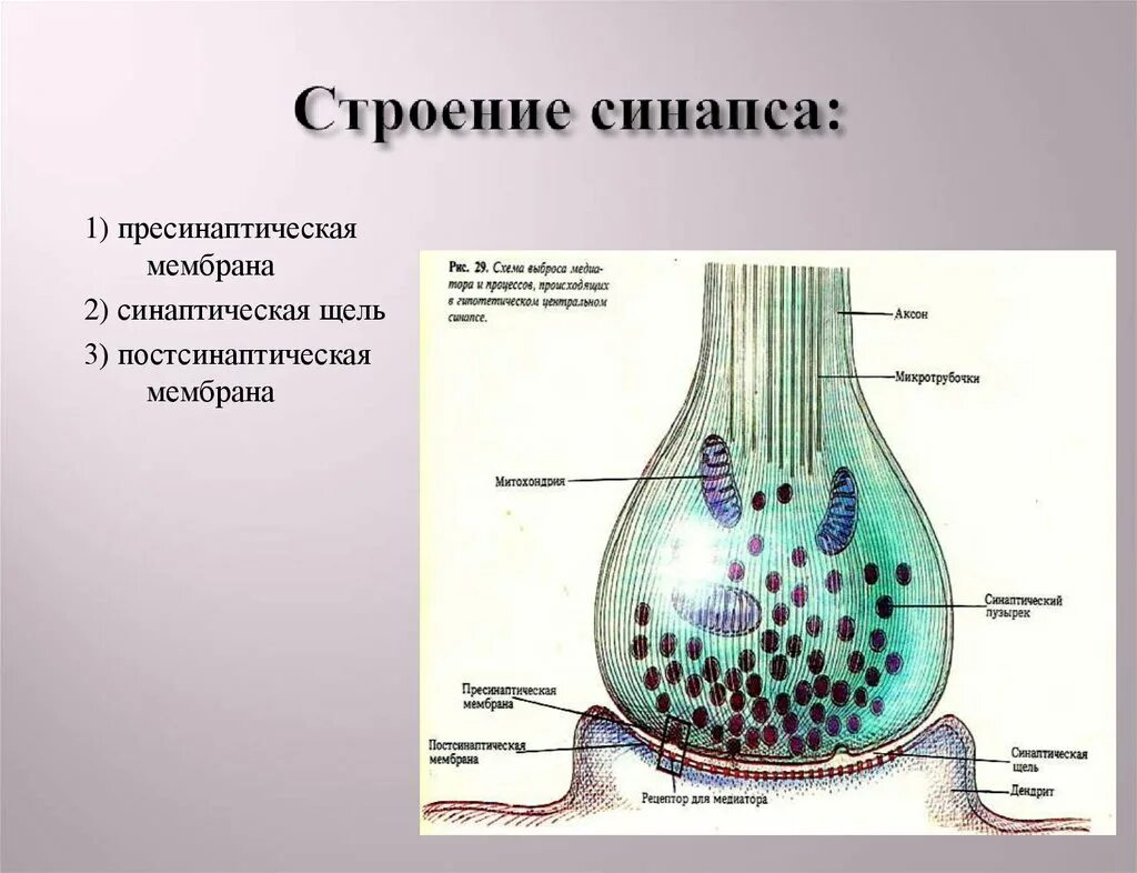 Синаптические пузырьки. Синапс пресинаптическая мембрана. Структура химического синапса рисунок. Синаптические пузырьки строение и функции. Постсинаптическая мембрана синапса.