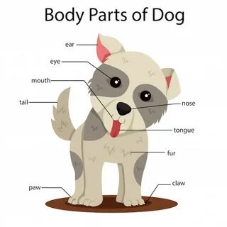 Dog parts