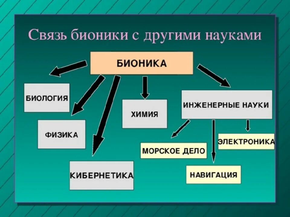 Бионика направление биологии и кибернетики. Бионика как одно из направлений биологии и кибернетики. Бионика конспект биология. Связь бионики с другими науками. Тема бионика