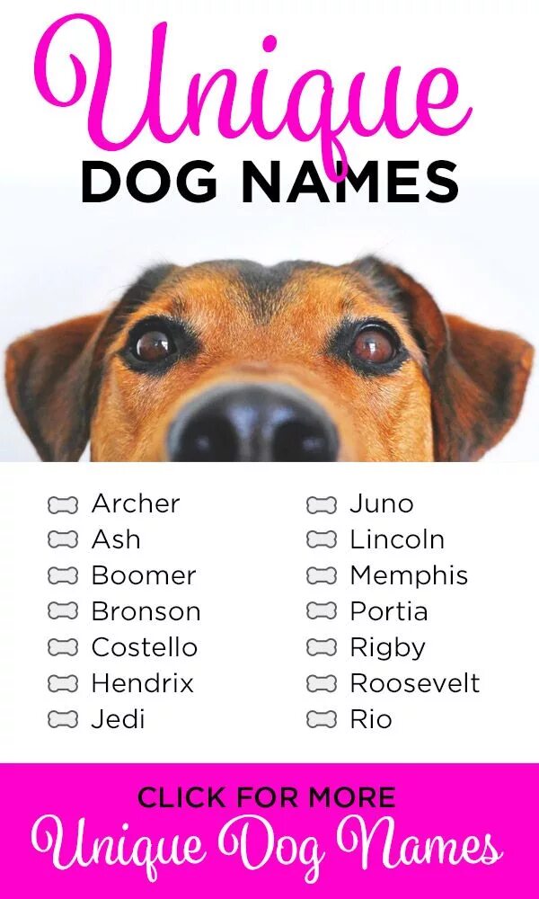 Dogs s names are. Собачьи имена. Имена для собак. Самые красивые имена для собак. Клички для собак мальчиков.