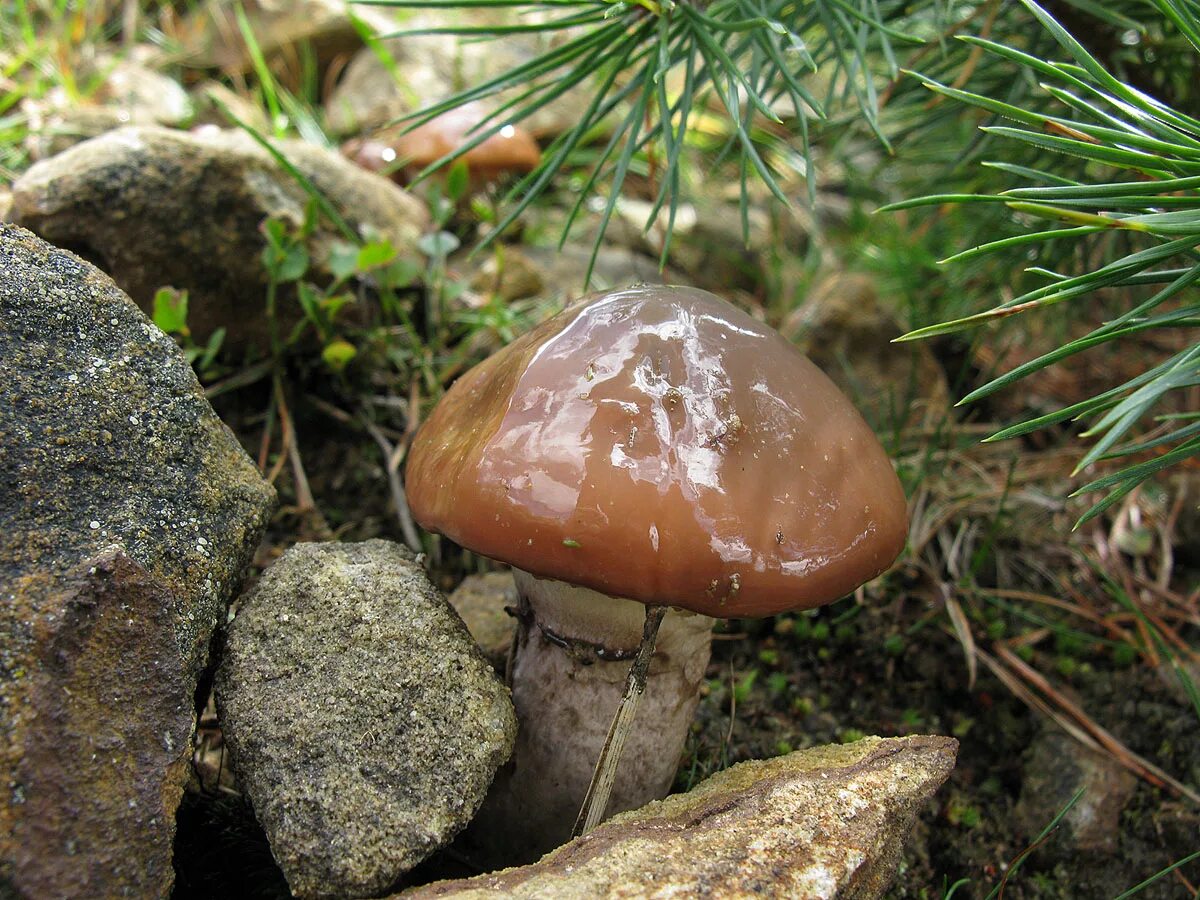Осенние грибы маслята. Маслёнок обыкновенный грибы. Съедобные грибы маслята. Маслёнок обыкновенный (Suillus luteus). Боровой масленок.