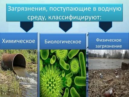 Виды биологического загрязнения окружающей