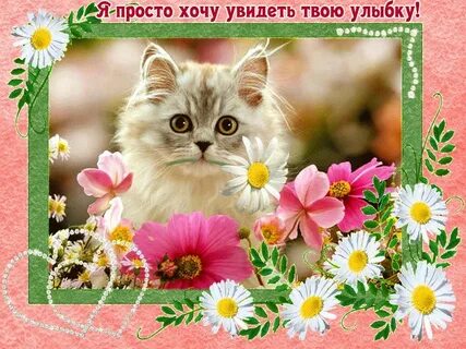 Улыбка твоя с самого утра