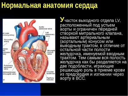 Какой клапан находится в аорте